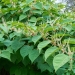 £200k: The potential costs of a Japanese knotweed infestation and how to avoid them