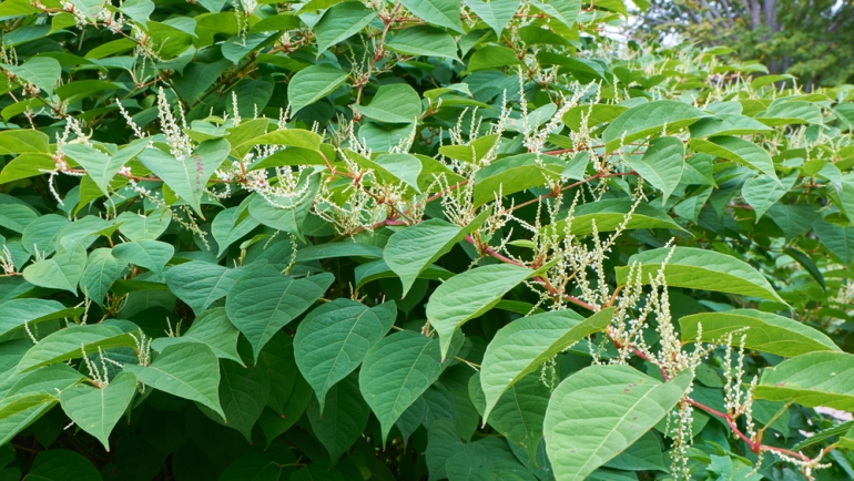 £200k: The potential costs of a Japanese knotweed infestation and how to avoid them